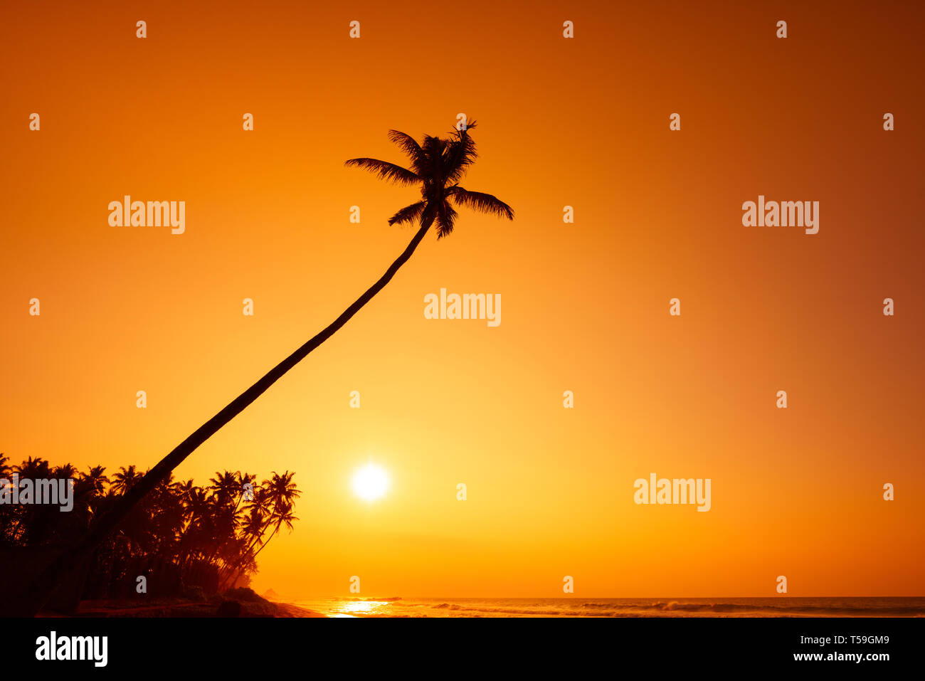 Jamaica beach sunset palm tree hi-res stock photography and images - Alamy