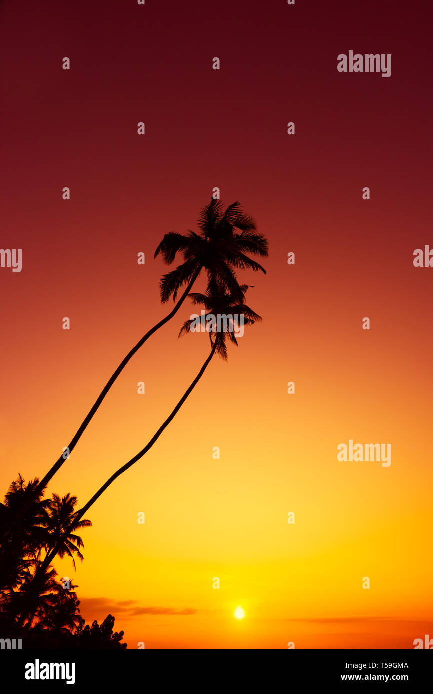Palm trees silhouettes on tropical beach at sunset Stock Photo - Alamy