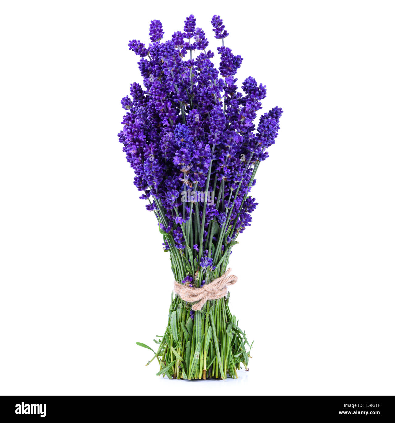 Lavender bunch tied with rope isolated on white background Stock Photo ...