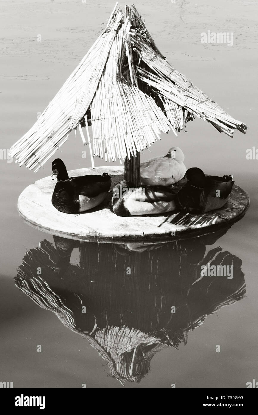 four big ducks with house on the river. photo. black and white. Stock Photo