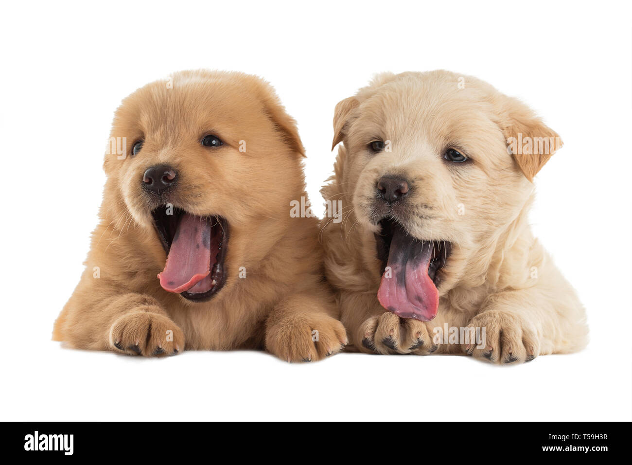 Fluffy Chow-chow puppy, isolated. Little dogs, small puppies. Stock Photo