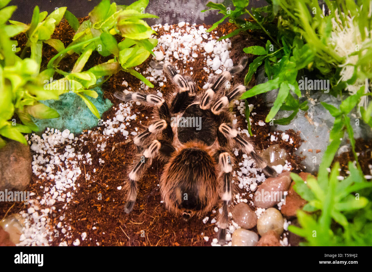 Tarantula Spider closeup in an enclosed aquarium Stock Photo Alamy