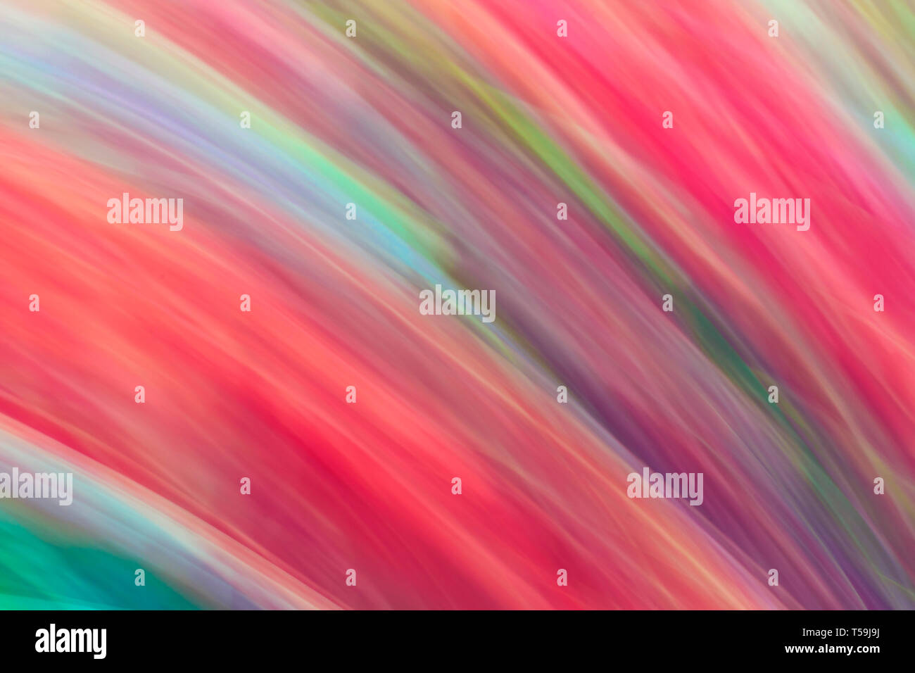 An abstract renditions of tulip flowers in a field, obtained by panning the camera fast across the field Stock Photo