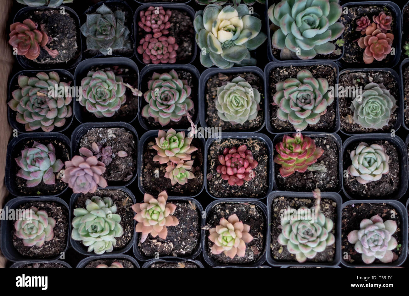 Rectangular arrangement of succulents; cactus succulents in a planter ...