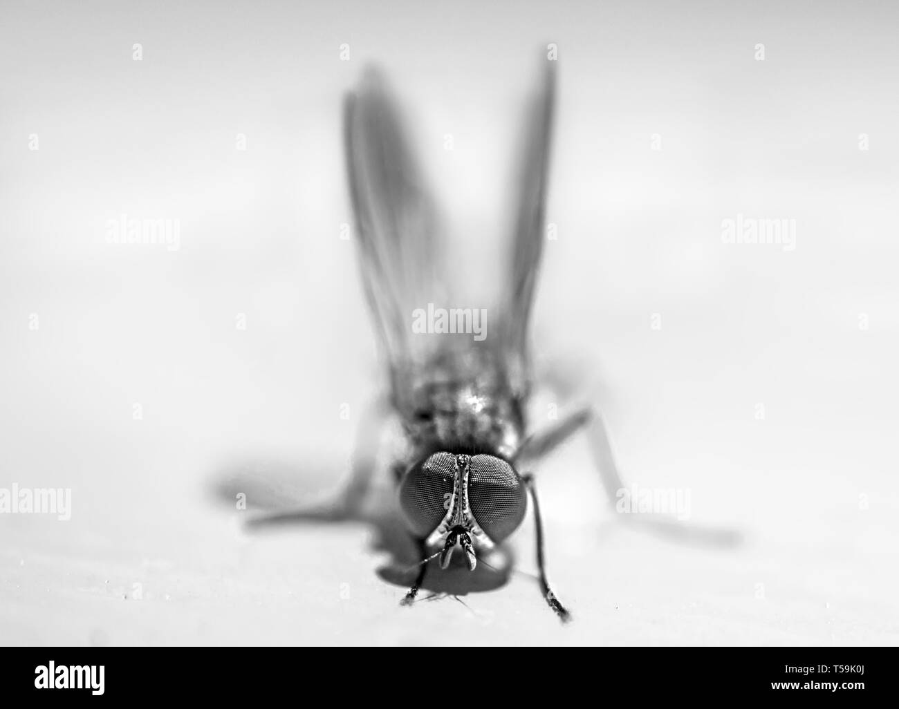 Macro fly isolated on white background. Minimalist concept. Detailed close-up shot of fly or calliphora erythrocephala in Spain, 2019. Stock Photo