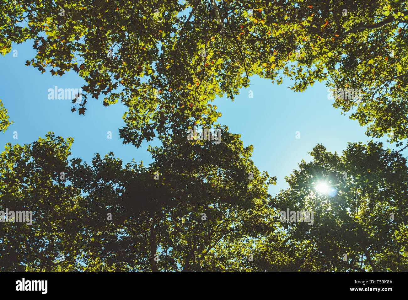 Trees looking up leaves hi-res stock photography and images - Alamy