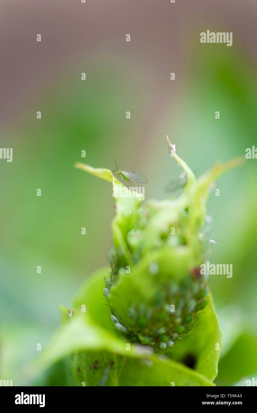 Greenfly on a spring bud. Stock Photo