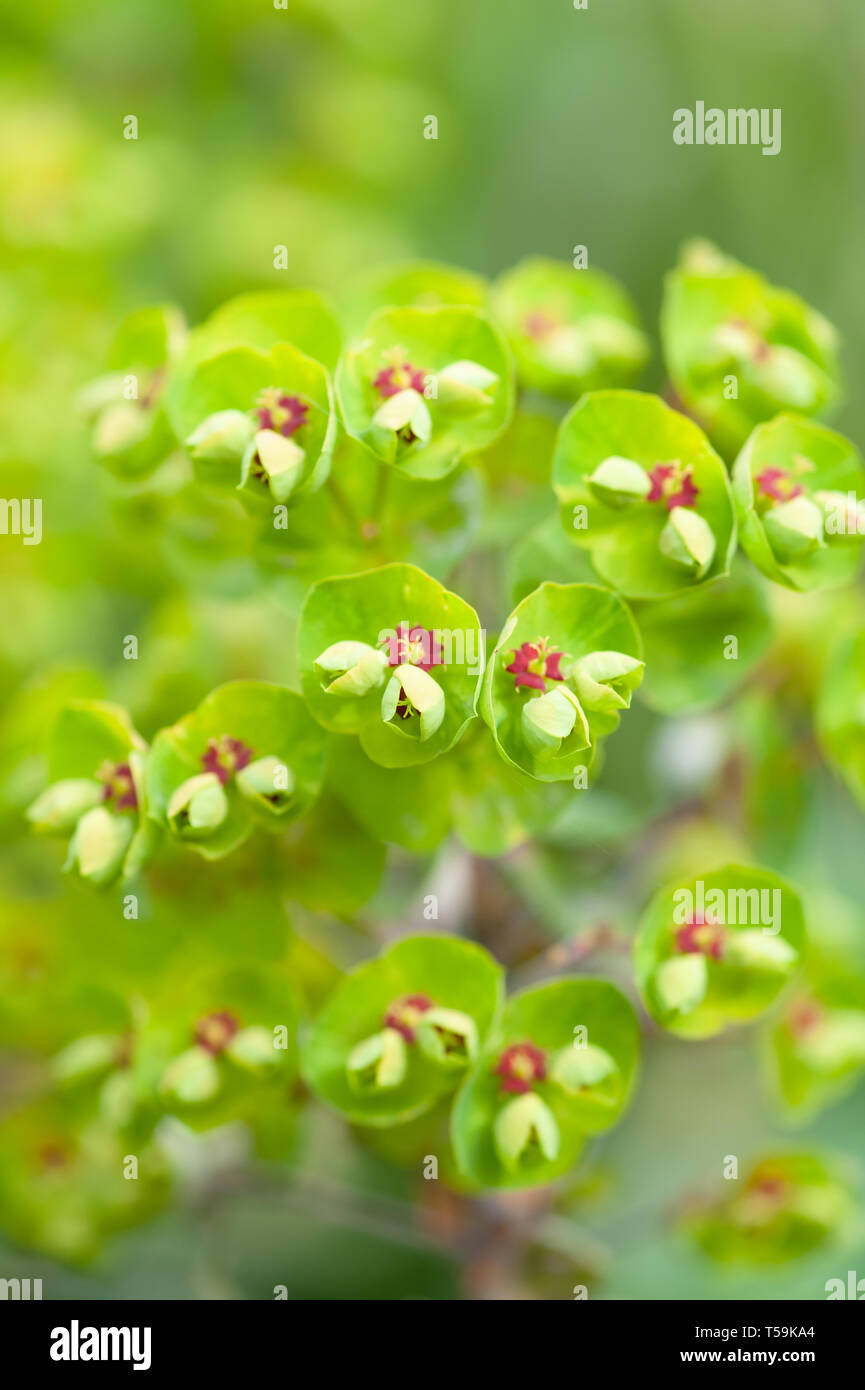 Euphorbia martinii flowering in the spring. Stock Photo