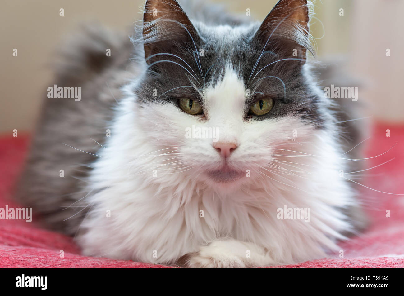 Cat Facing The Camera And Making Eye Contact Stock Photo Alamy cat-facing-the-camera-and-making-eye-contact-stock-photo-alamy