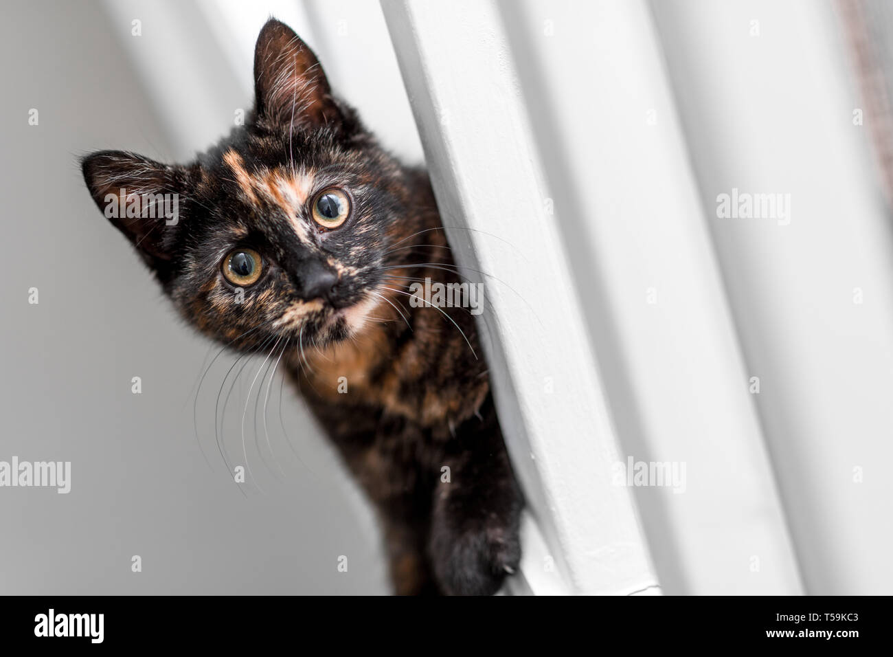 A small young cat / kitten playing and peaking through the rails of a house staircase Stock Photo