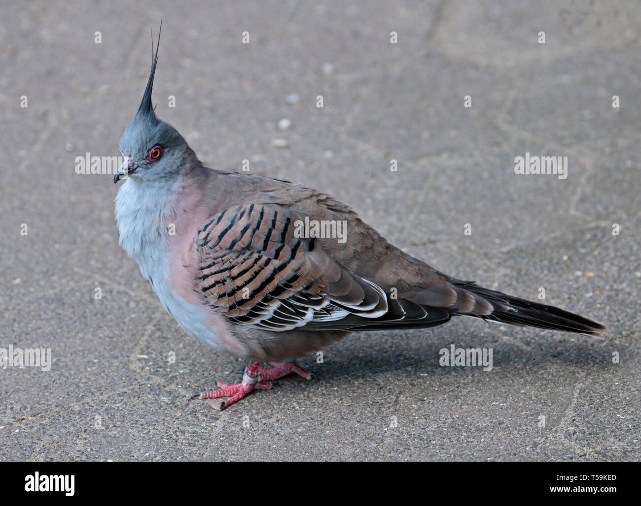 Crested Pigeon (ocyphaps lophotes) Stock Photo