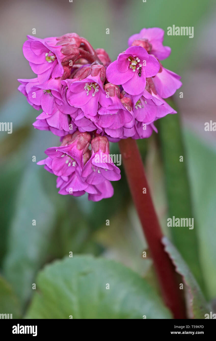 Pink Bergenia Flower Stock Photo