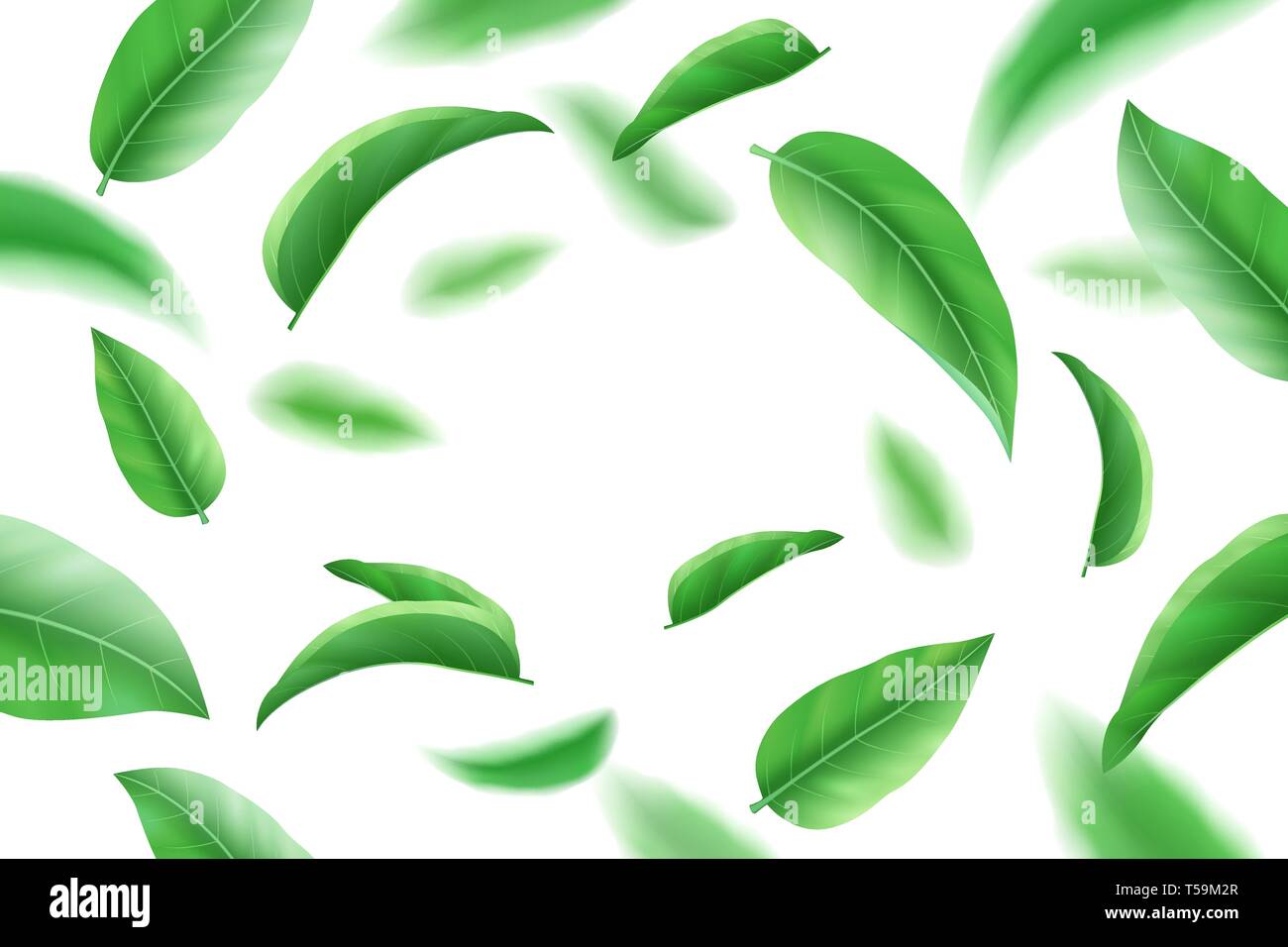 Realistic fresh green leaves on white background, tea and herb Stock ...