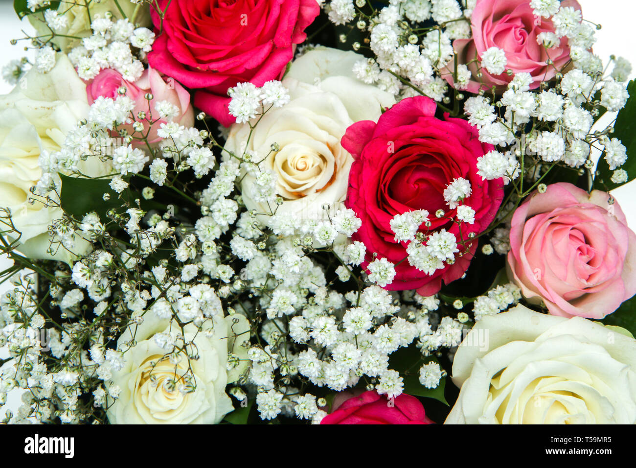 The nice roses arranged in a white gift box isolated on a white ...