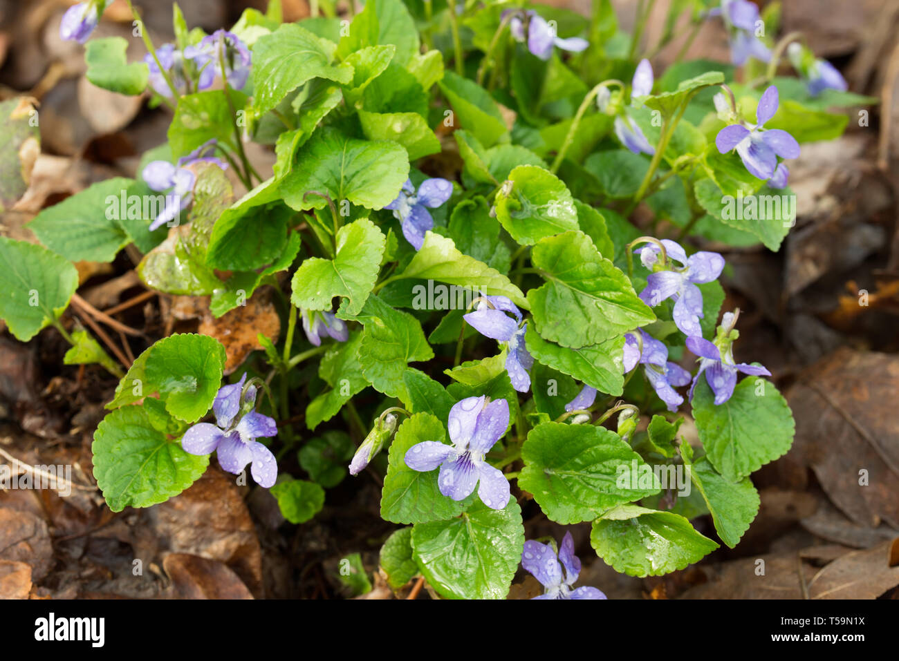 Viola reichenbachiana, early dog-violet, or pale wood violet flowers macro in forest Stock Photo