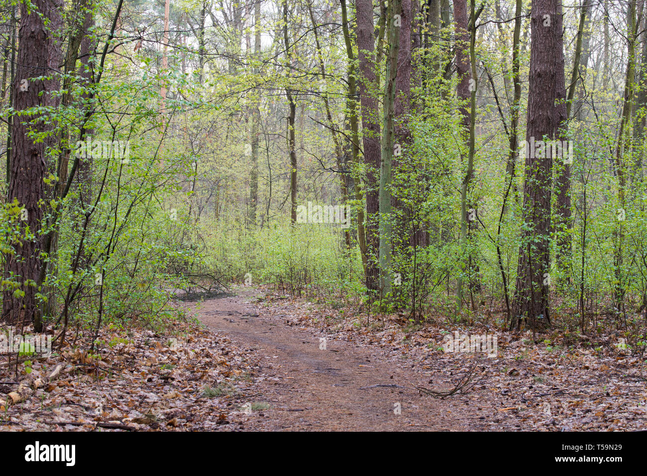 Empty footpath in springtime hi-res stock photography and images - Alamy