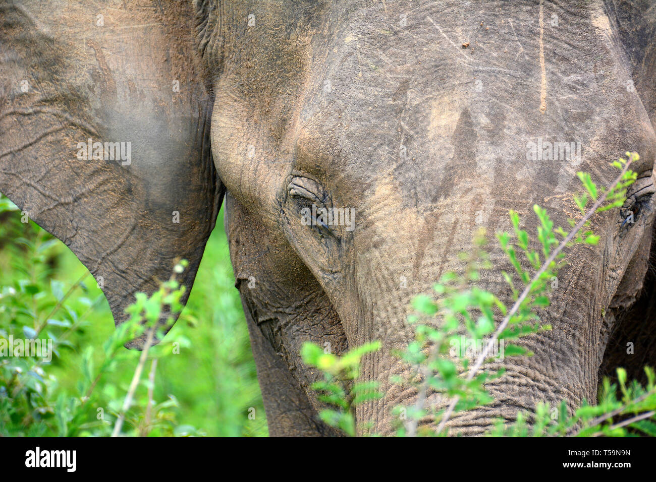 Asian Ceylon Elephant Elephas Maximus Maximus Udawalawe