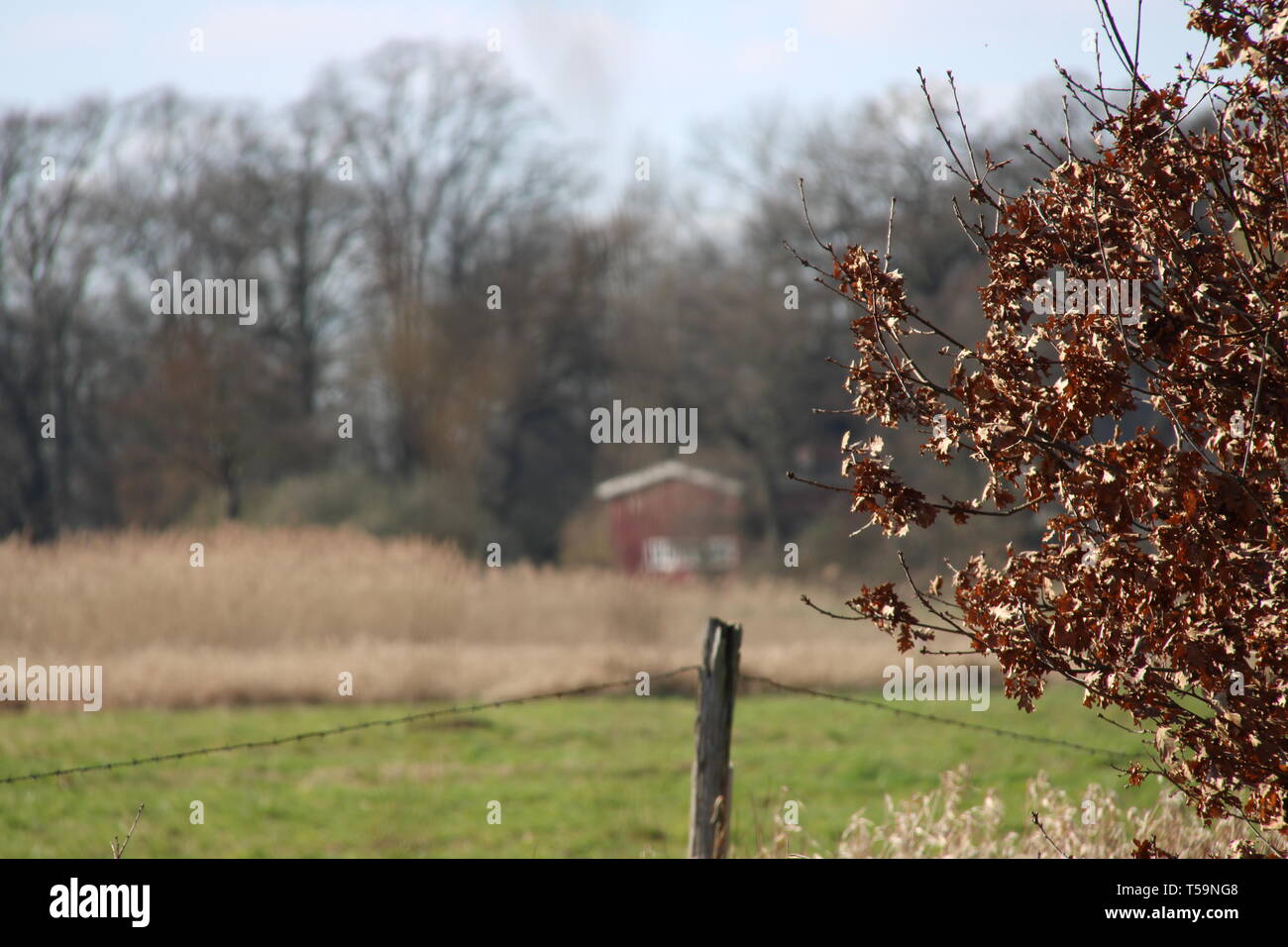 Wald weg spaziergang hi-res stock photography and images - Alamy