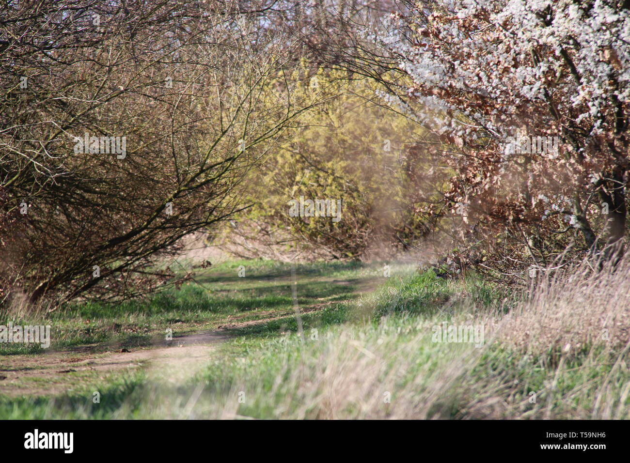 Spaziergang wald hi-res stock photography and images - Alamy