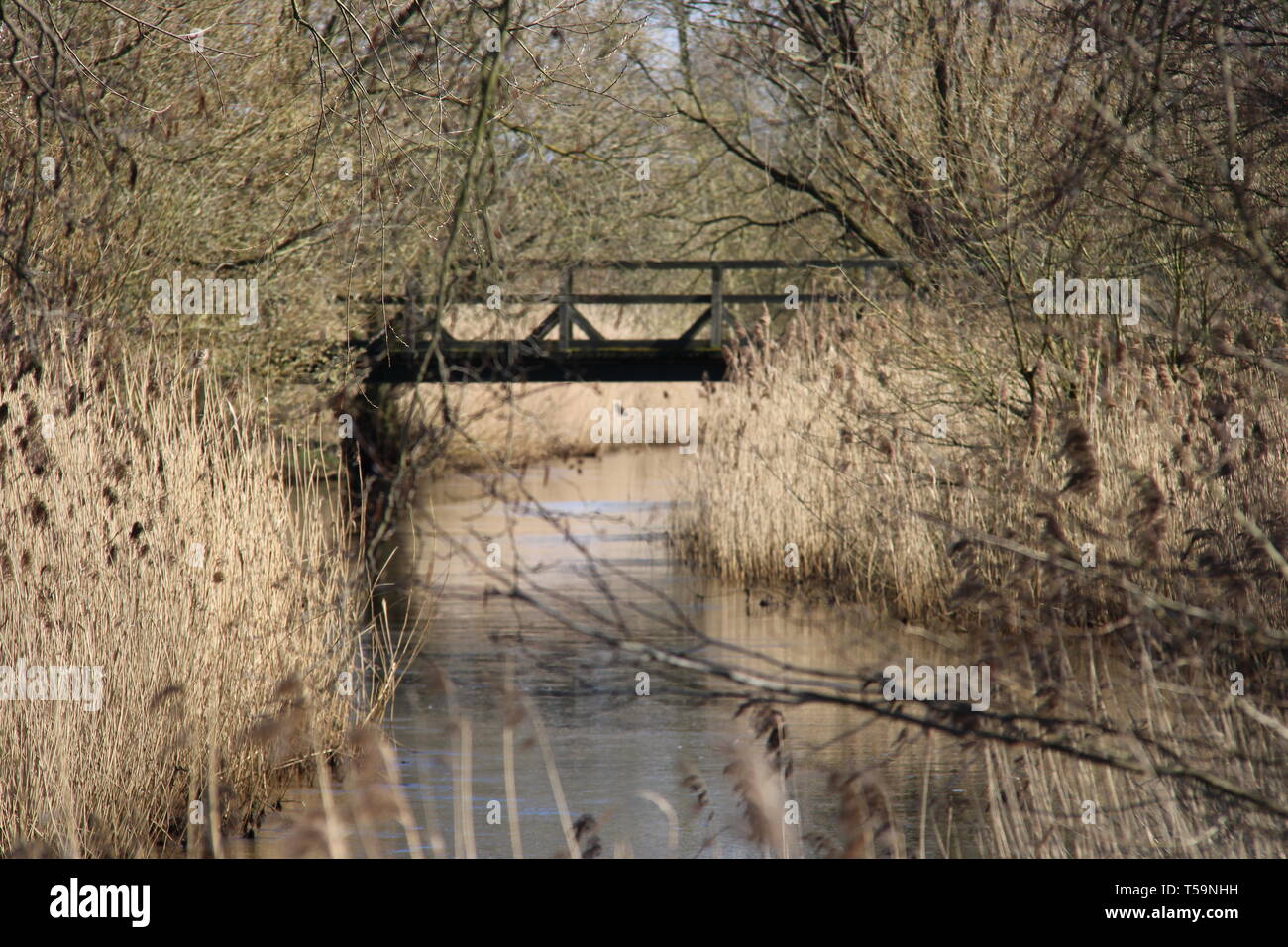 Wald Fluss river forrest Pflanzen Stock Photo