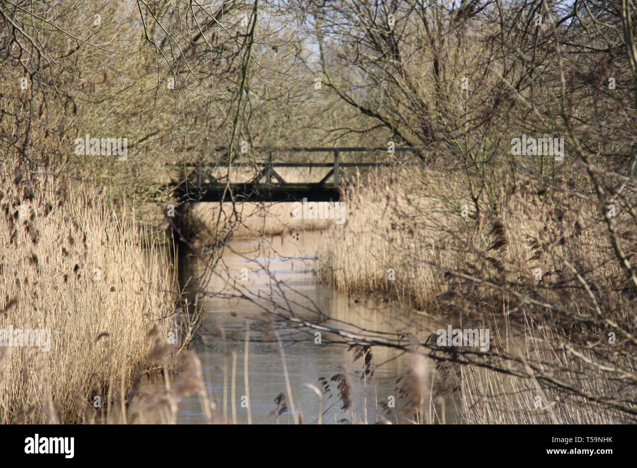 Wald Fluss river forrest Pflanzen Stock Photo
