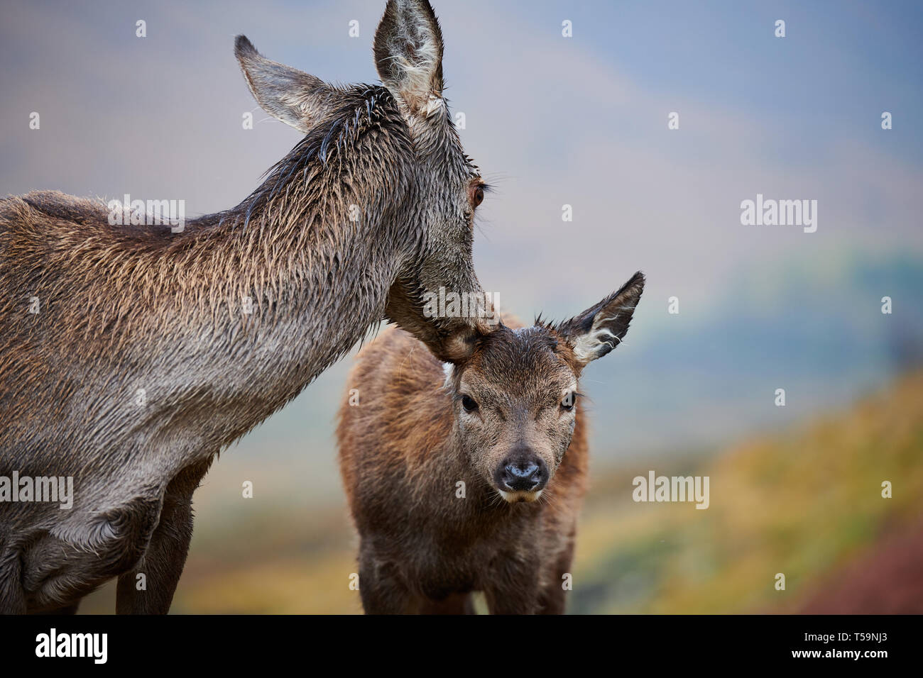 Mother Red Deer Doe grooming her fawn in the Scottish Highlands, Near Glen Etive Stock Photo Alamy