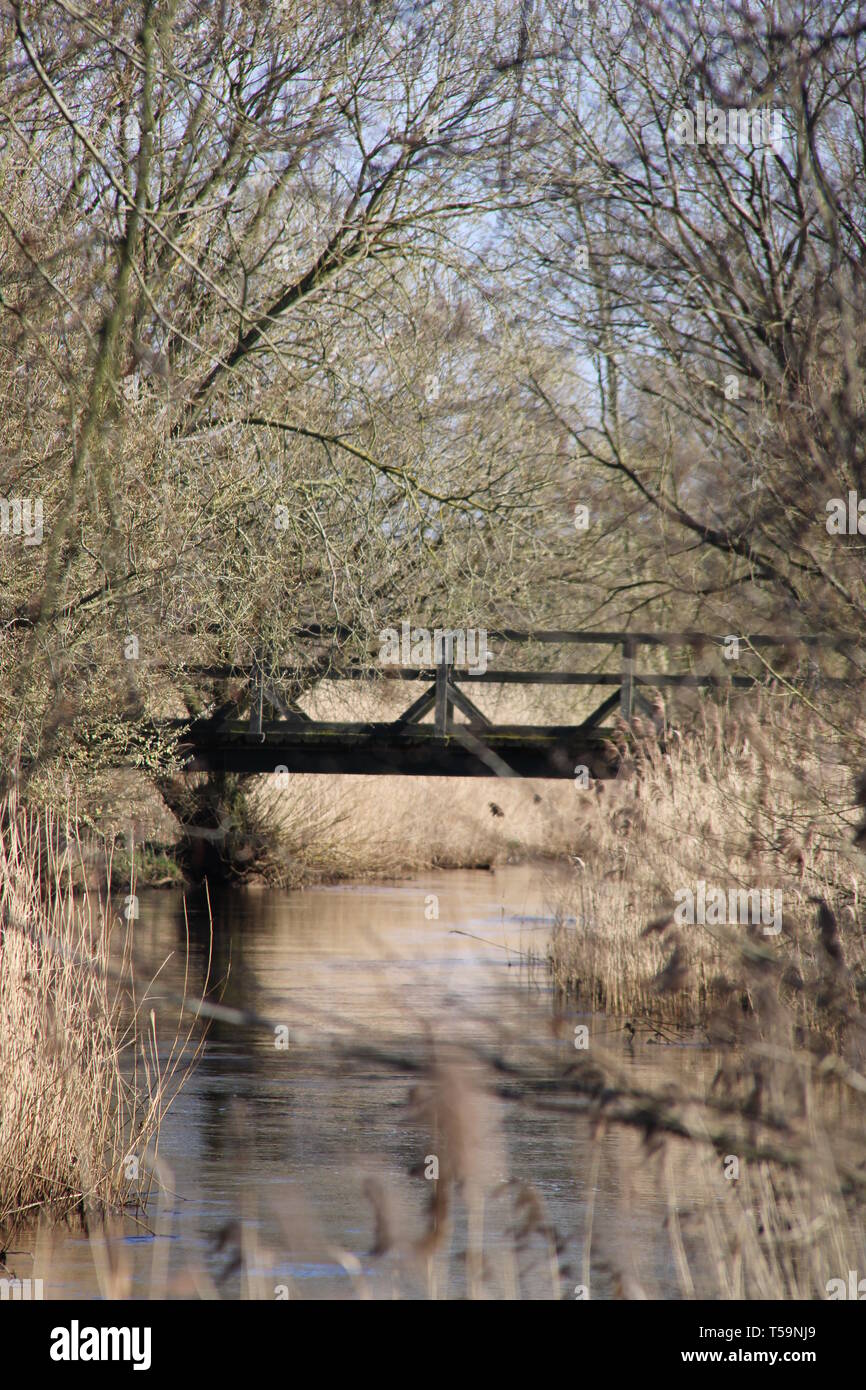 Wald Fluss river forrest Pflanzen Stock Photo