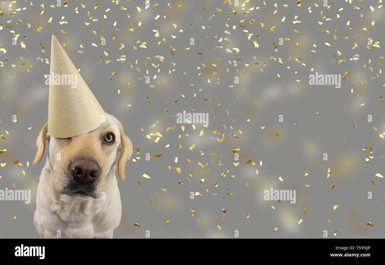 DOG IN GOLDEN BIRTHDAY OR NEW YEAR HAT. LABRADOR RETRIEVER CELEBRATING A  PARTY. ISOLATED STUDIO SHOT, AGAINST GRAY COLORFUL BACKGROUND WITH FALLING  C Stock Photo - Alamy