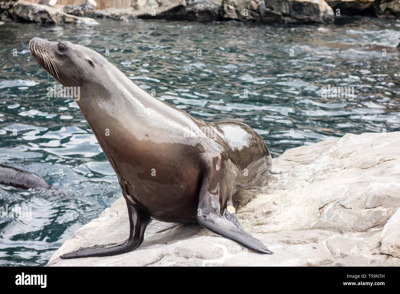 A sea lion on public display seeks attention from tourists as they feed