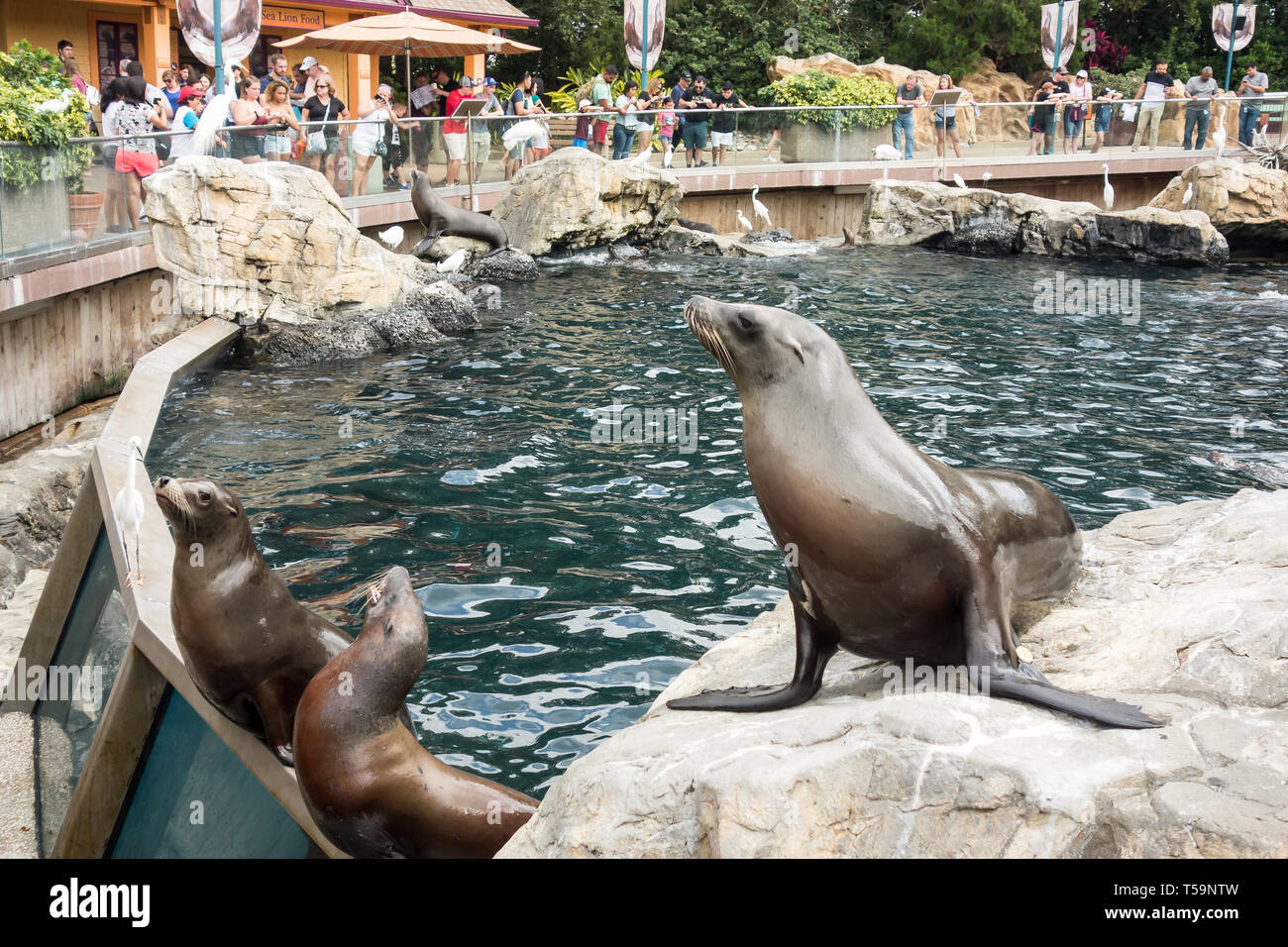 Sea lions on public display seeks attention from tourists as they feed ...
