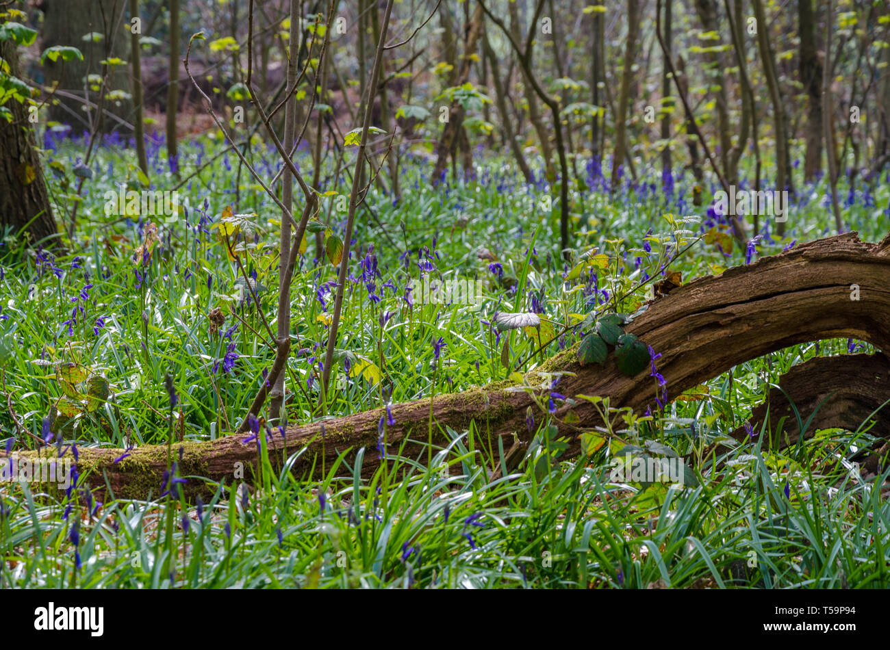 Bluebells growing in a woodland in the Shropshire countryside in April in spring time. Stock Photo