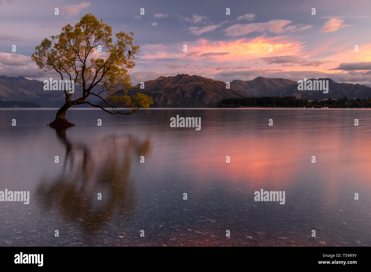 Sunset at lake Wanaka, South Island, New Zealand Stock Photo - Alamy