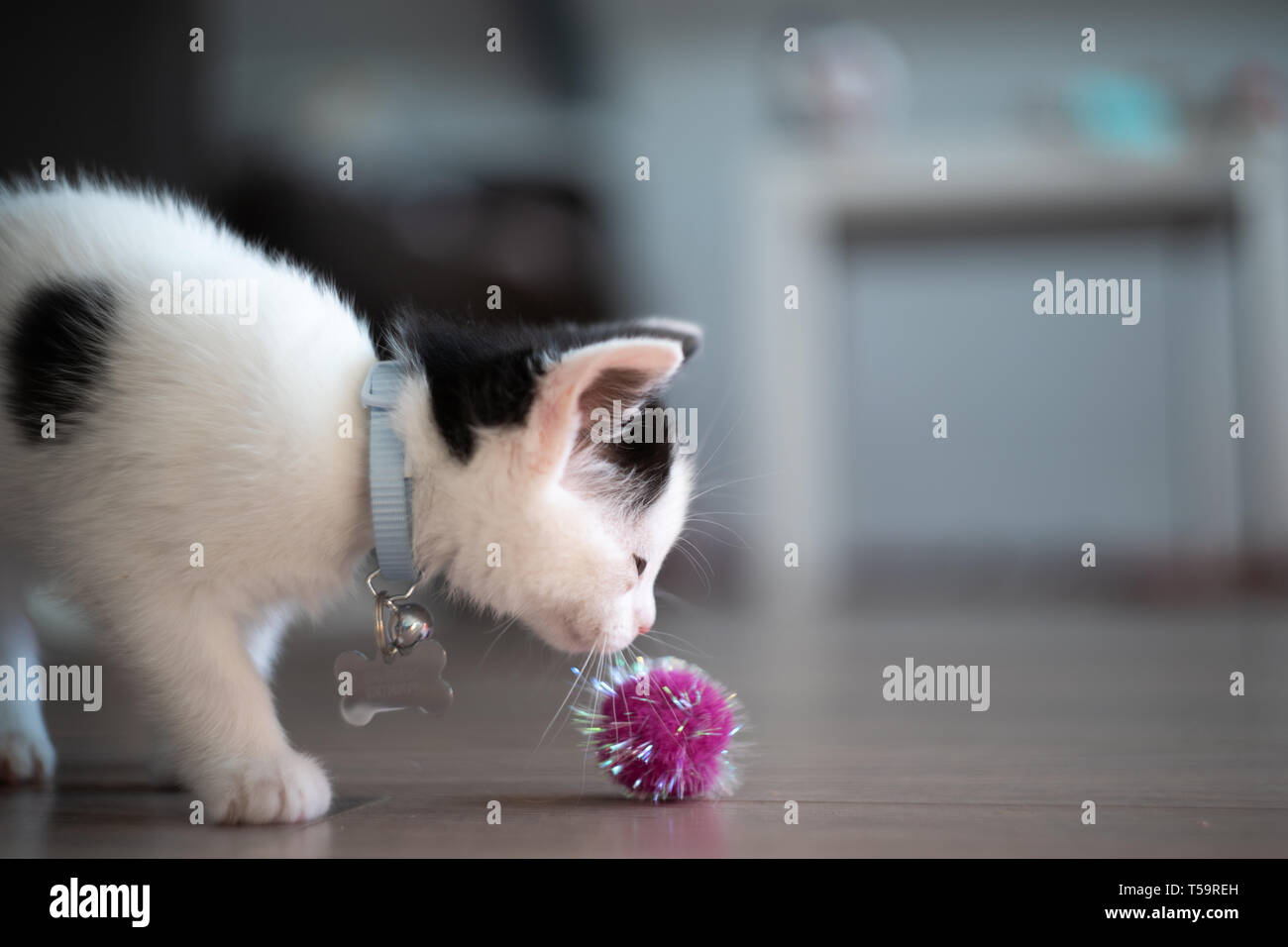 A black and white kitten playing indoors Stock Photo