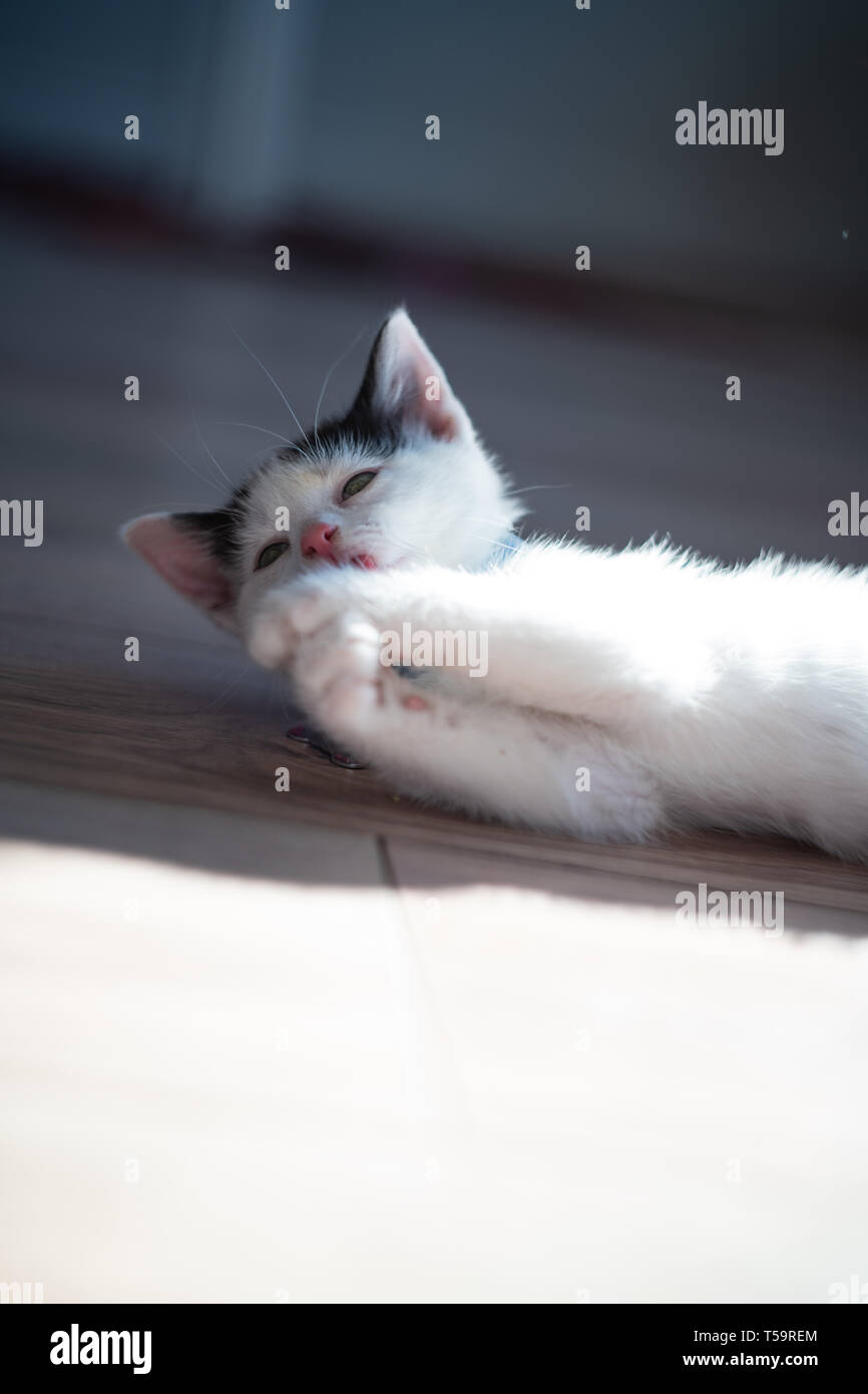 A black and white kitten playing indoors Stock Photo