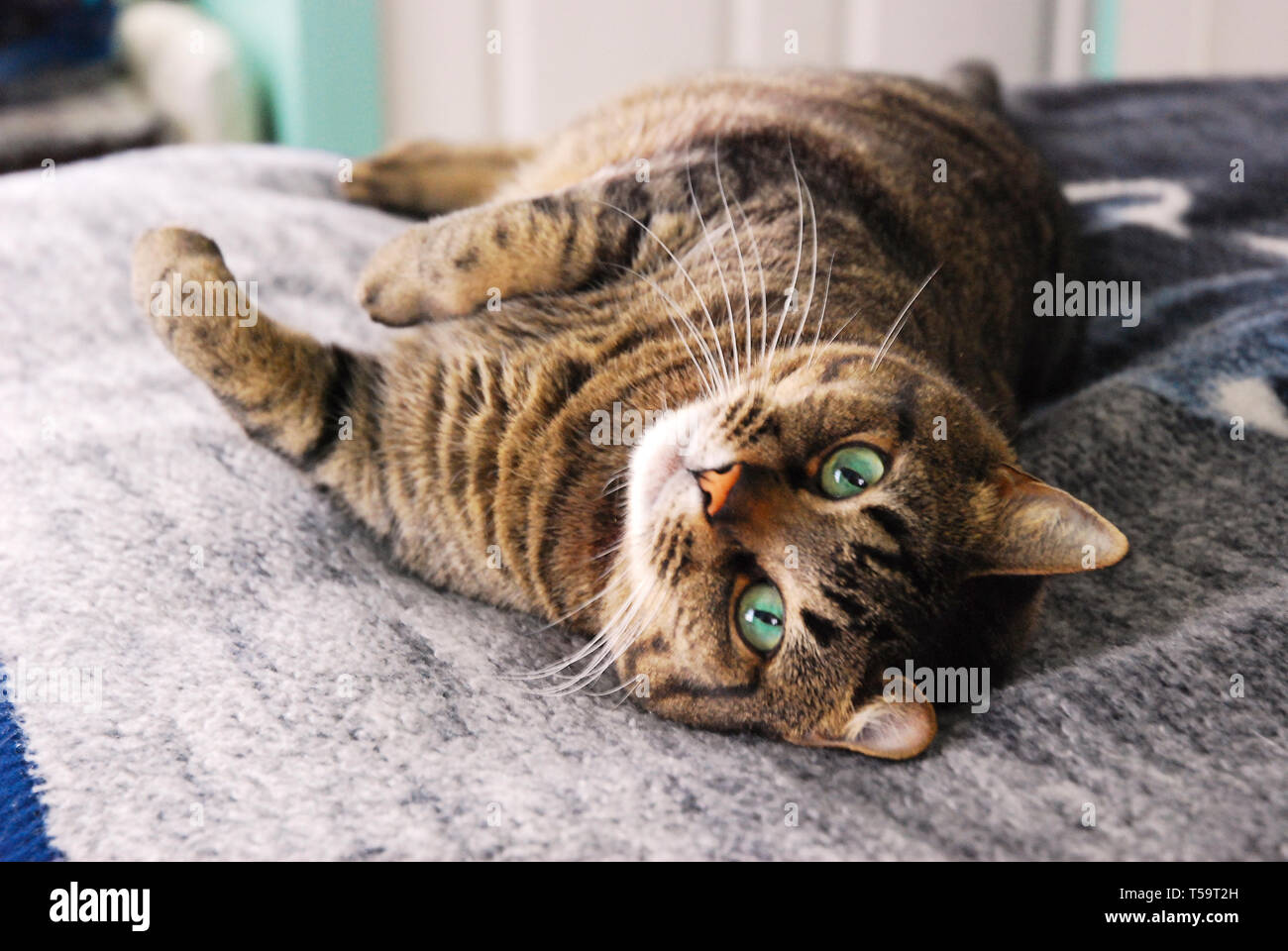 This image shows a cat laying on a bed Stock Photo