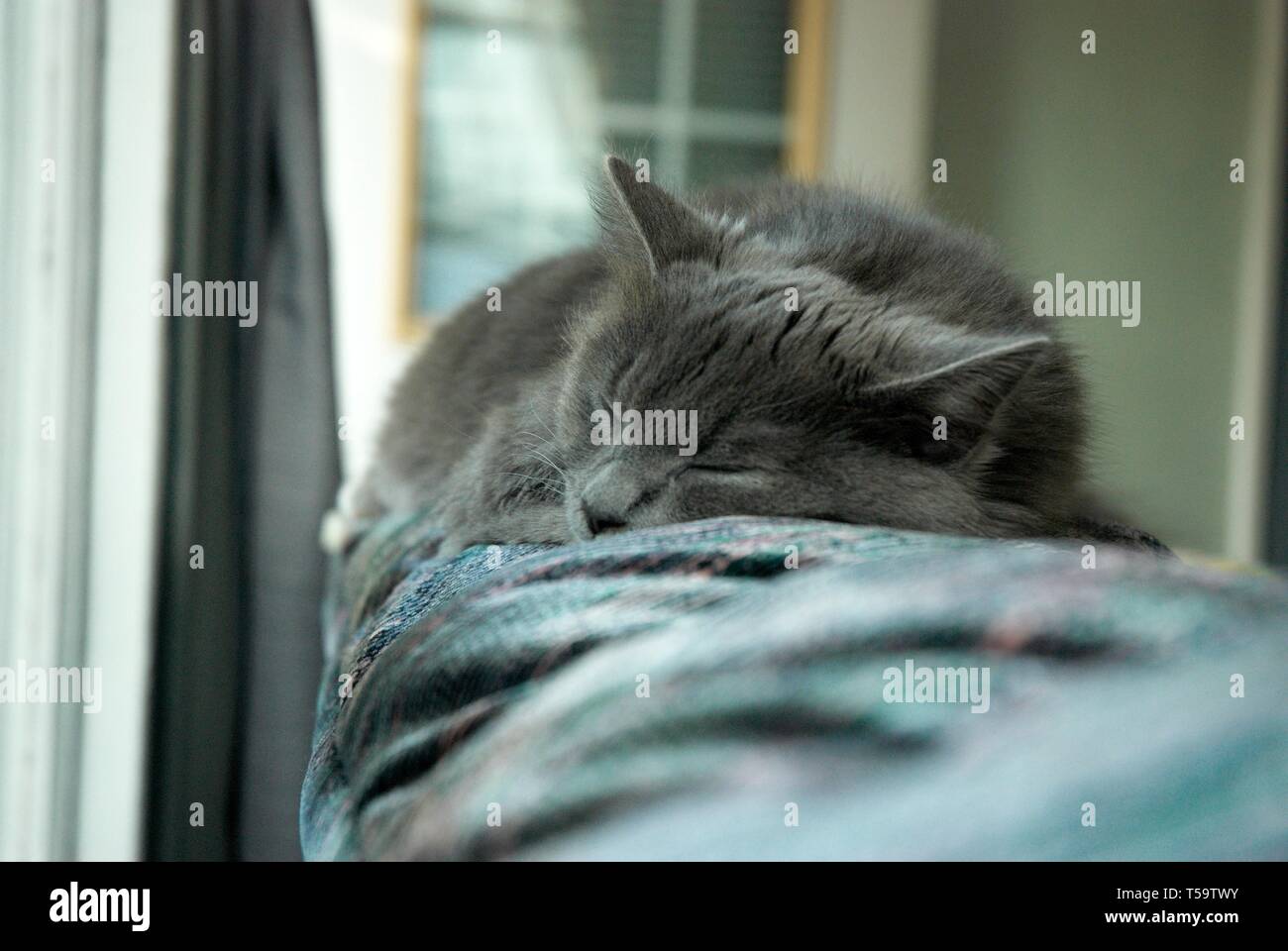 This image shows a cat laying on a sofa Stock Photo