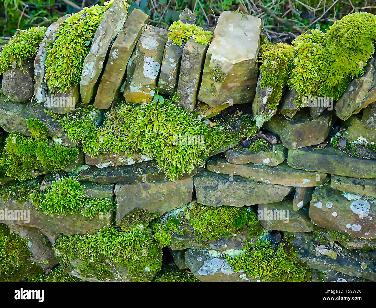 Dried moss hi-res stock photography and images - Alamy