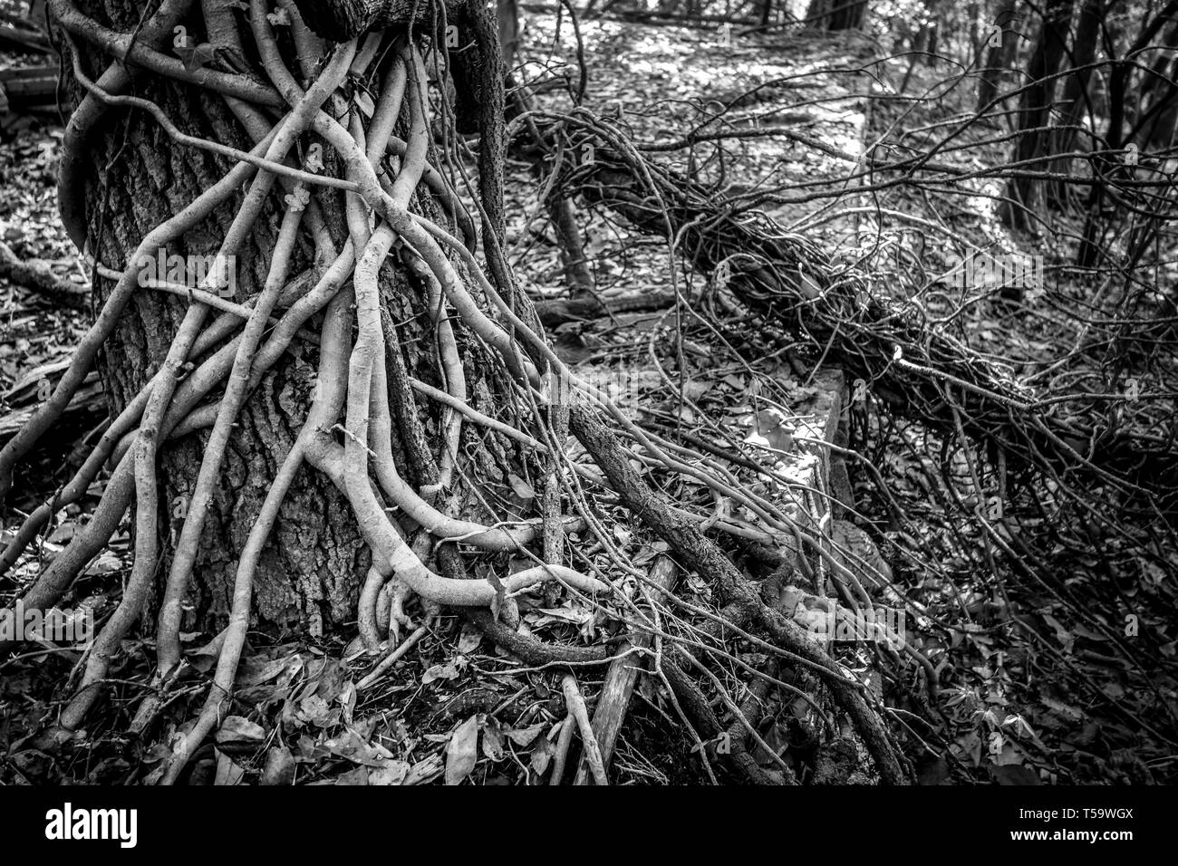 Bark vines Black and White Stock Photos & Images - Alamy