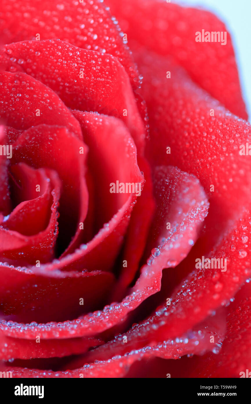 Red rose with dew drops hi-res stock photography and images - Alamy