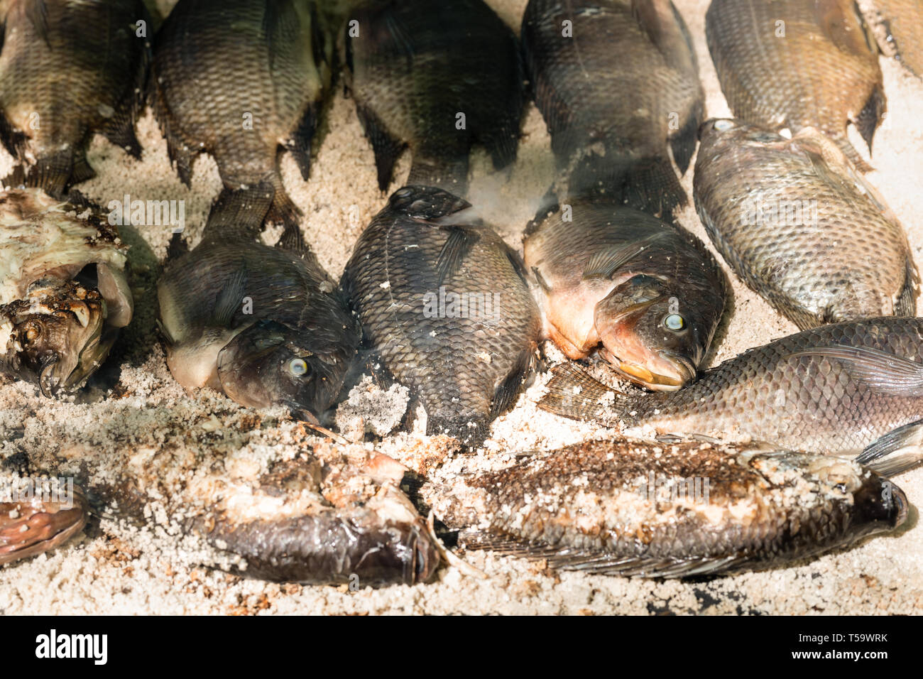 Grilled tilapia hi-res stock photography and images - Page 3 - Alamy