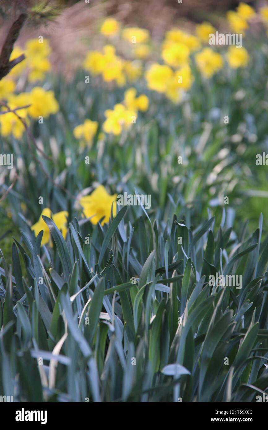 Osterglocken im Frühling Stock Photo