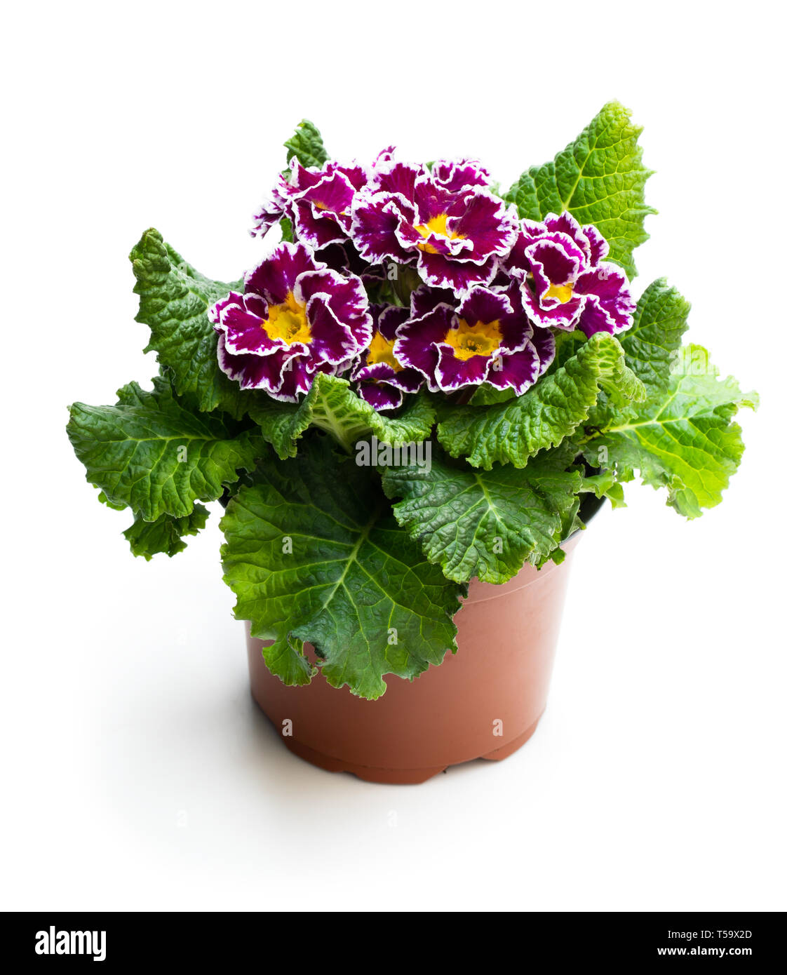 Colorful  Primulas in pot isolated on white Stock Photo
