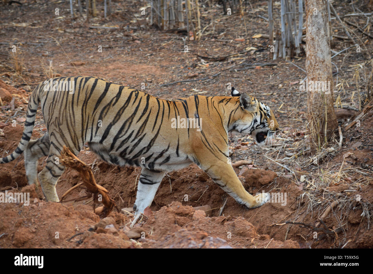 Tadoba tiger reserve hi-res stock photography and images - Alamy
