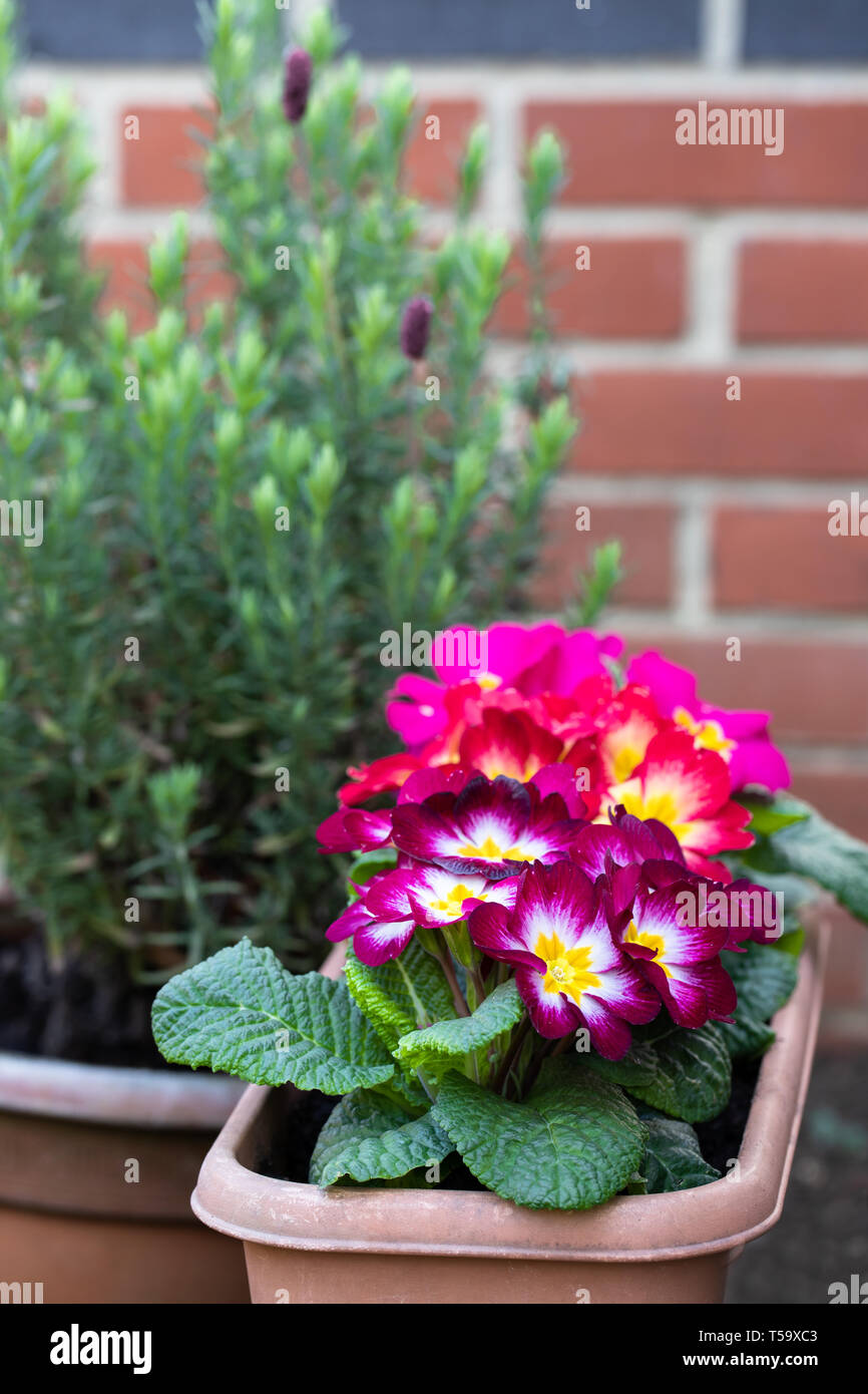 Colorful Primulas in flower pot outdoor Stock Photo
