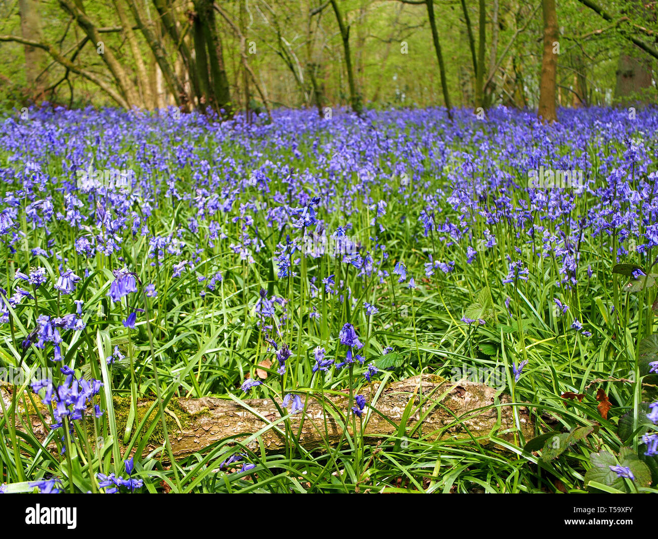 Stunning view of bluebells in ancient English woodland at Everdon Stubbs, Northamptonshire, UK Stock Photo