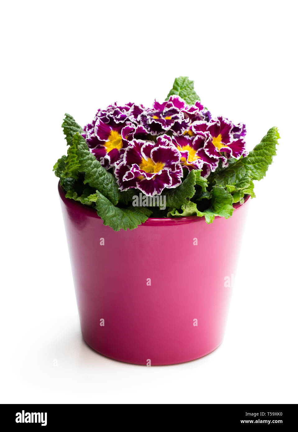 Colorful  Primulas in pink pot isolated on white Stock Photo