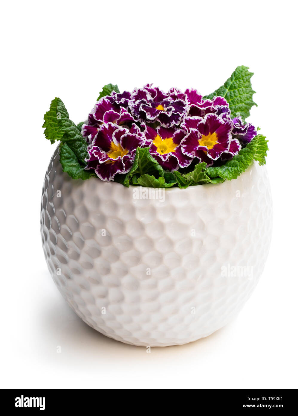Colorful  Primulas in white pot isolated on white Stock Photo