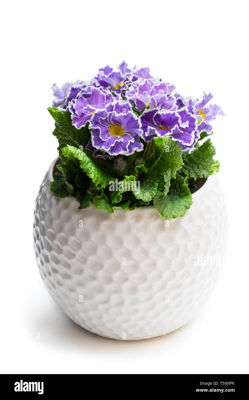 Colorful  Primulas in white pot isolated on white Stock Photo