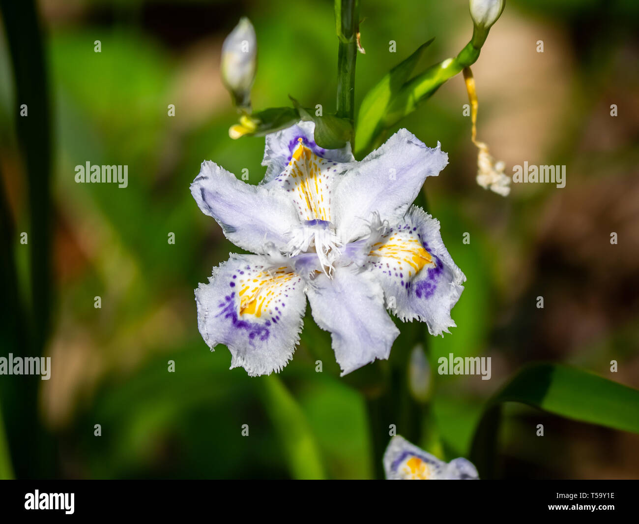 A fringed iris, iris japonica, blooms along a hiking path in a forest nature preserve in central Kanagawa, Japan. Stock Photo
