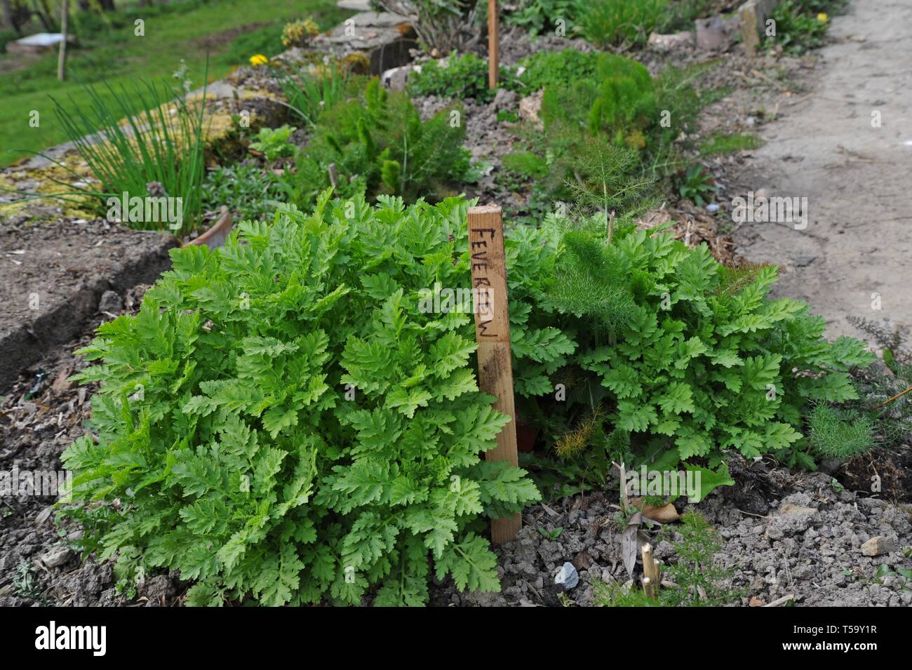 Feverfew (Tanacetum parthenium L.) plant growing in a herb garden Stock Photo